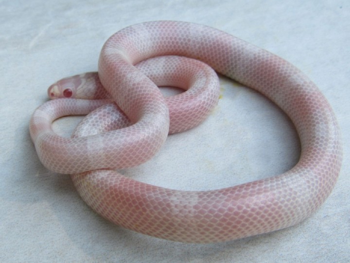 Snow Honduran Milk Snake